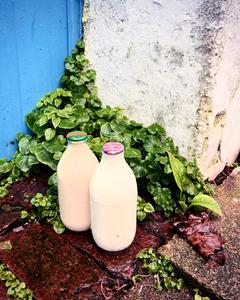 A bottle of milk and a bottle of cream sat on the ground, in front of a blue door, surrounded by green foliage.