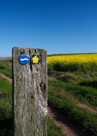 A serene countryside scene with two blue trail markers attached to a wooden post set in an open field of yellow flowers under clear skies.